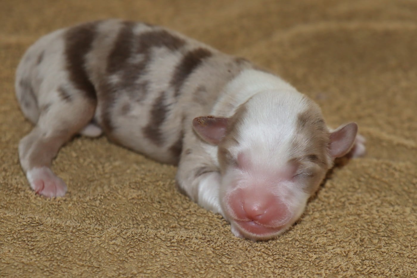 CHIOT 4 - Berger Américain Miniature 