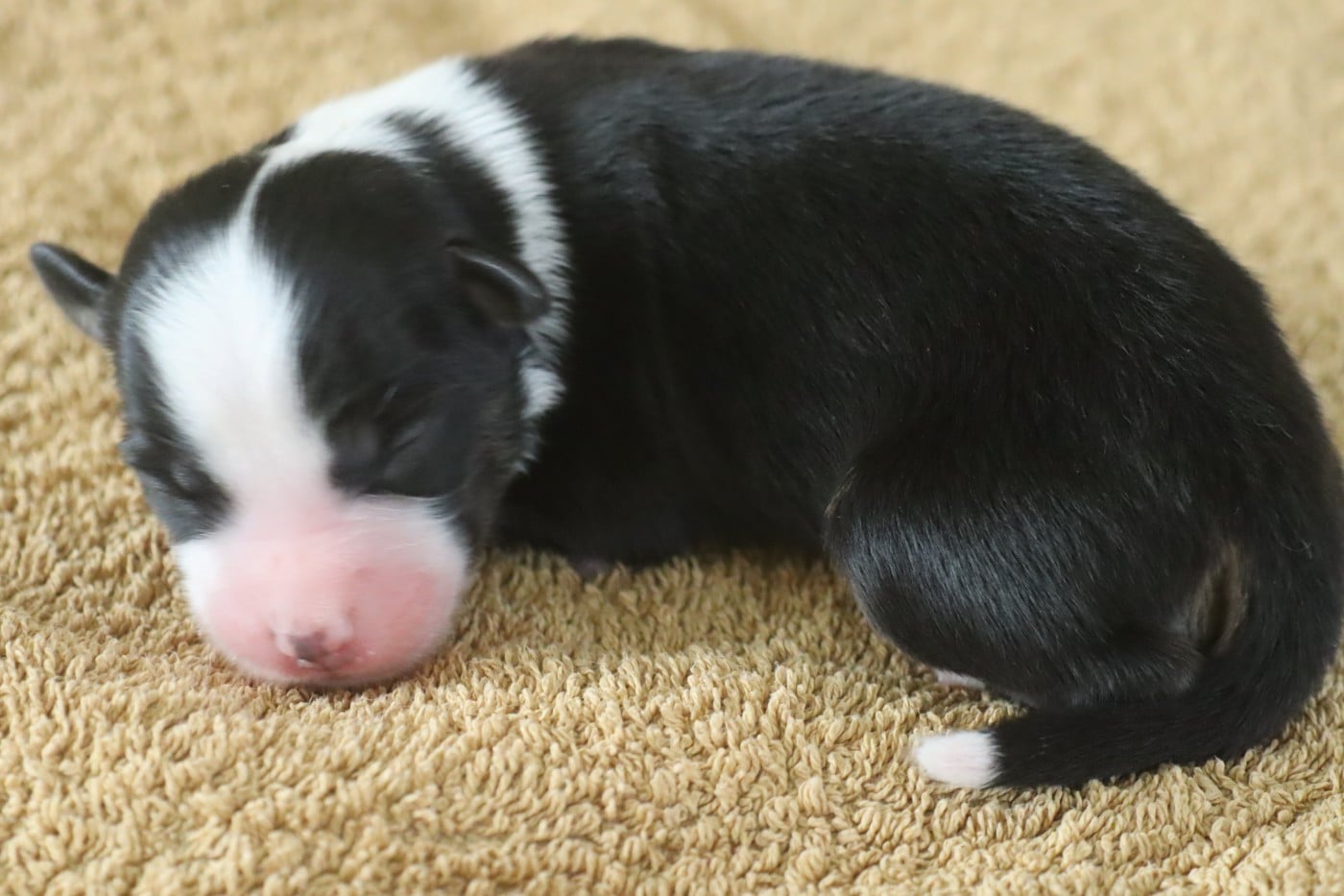 CHIOT 6 - Berger Américain Miniature