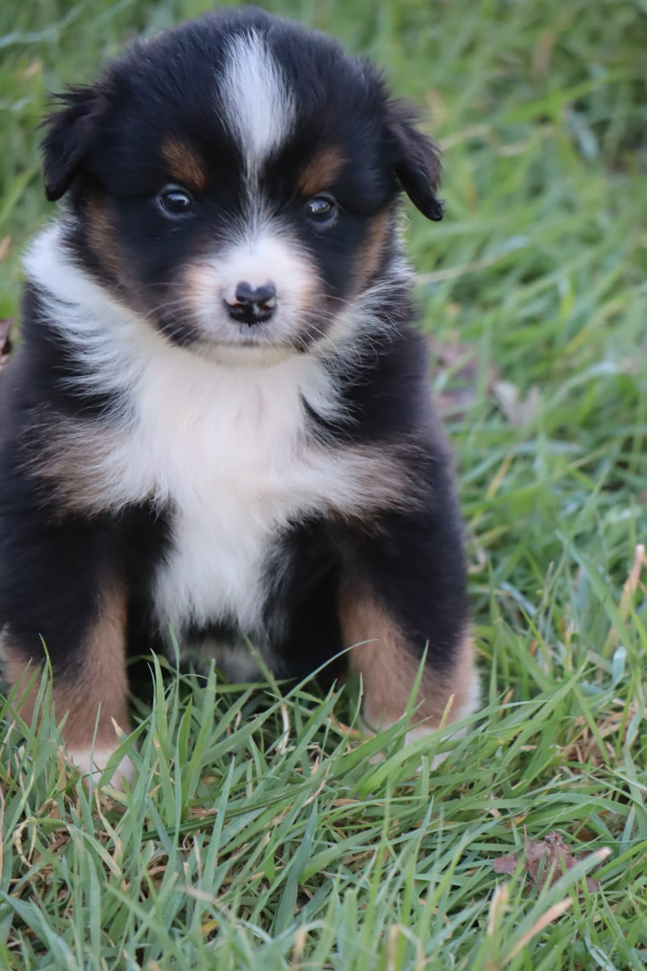 Chiot N°4 - Berger Américain Miniature