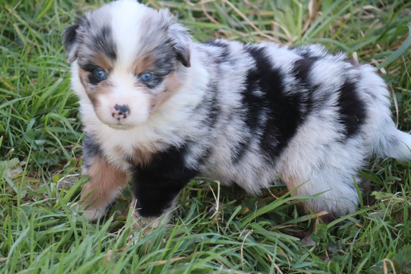 Chiot N°5 - Berger Américain Miniature