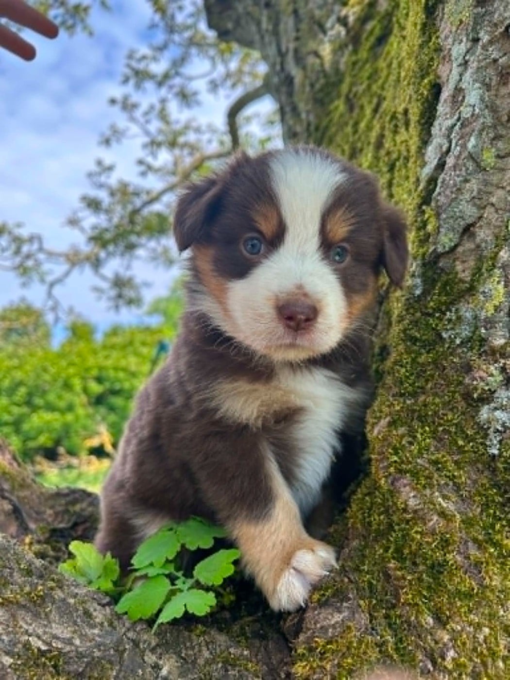 BALOO