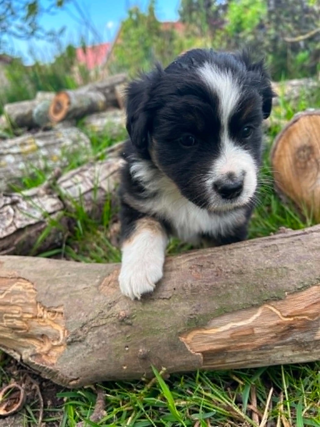 BELLA