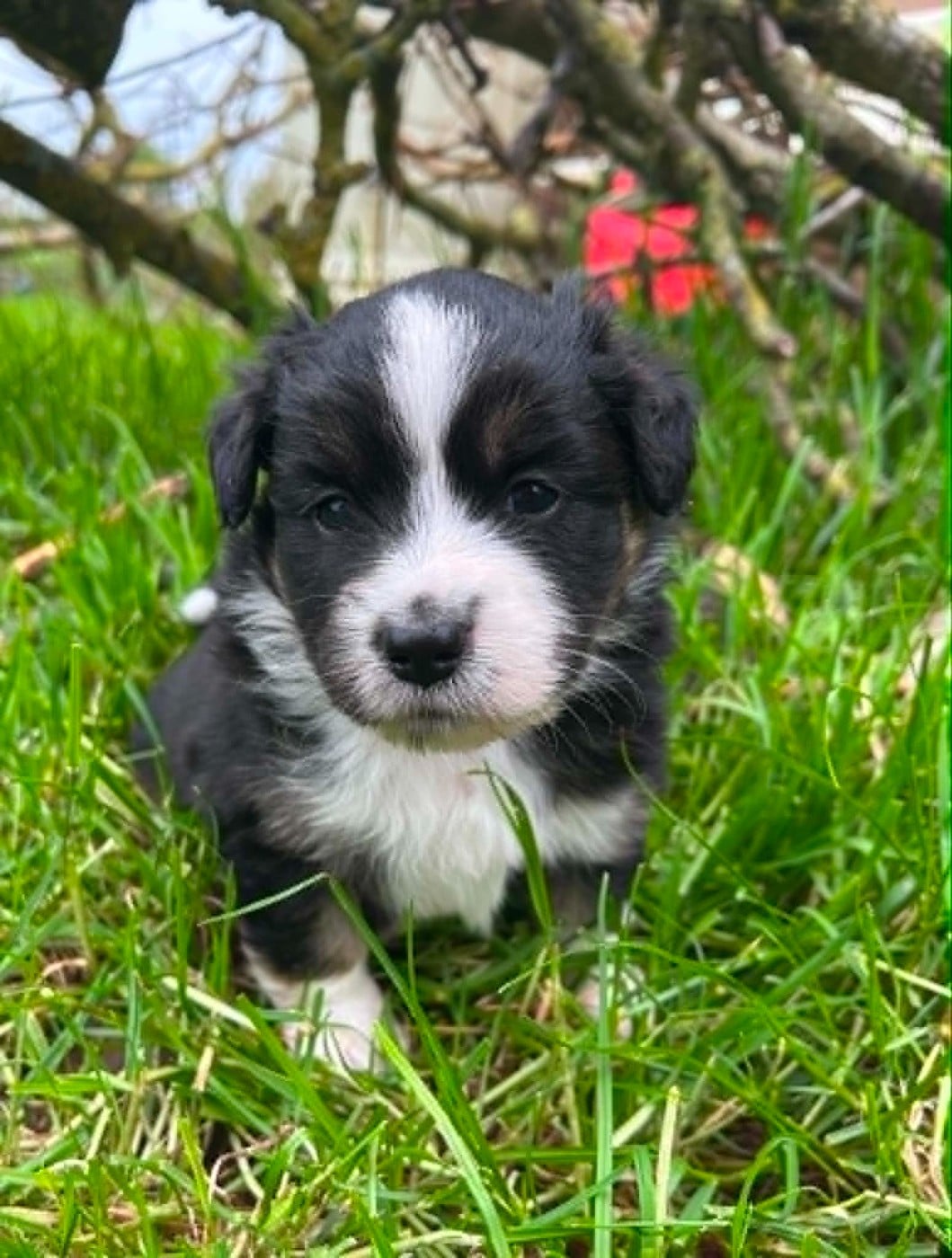 BELLA