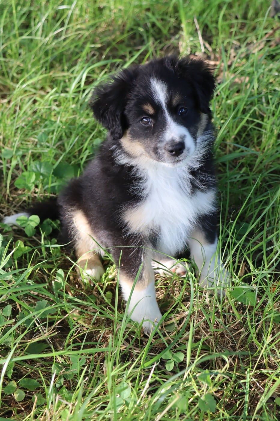 BELLA