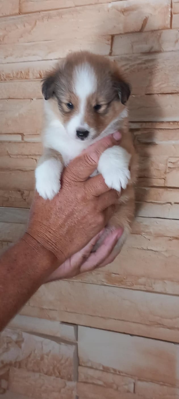 Chiot N°1 - Shetland Sheepdog