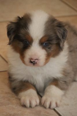 Les chiots de Berger Américain Miniature 