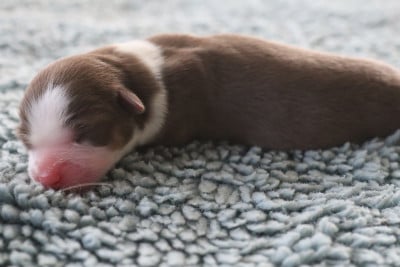 Les chiots de Berger Américain Miniature