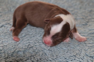 Les chiots de Berger Américain Miniature