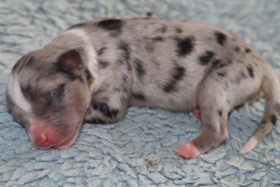 Les chiots de Berger Américain Miniature