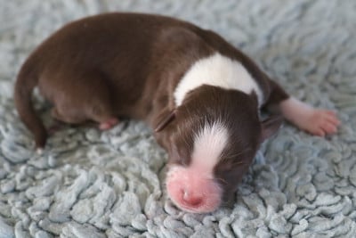 Les chiots de Berger Américain Miniature