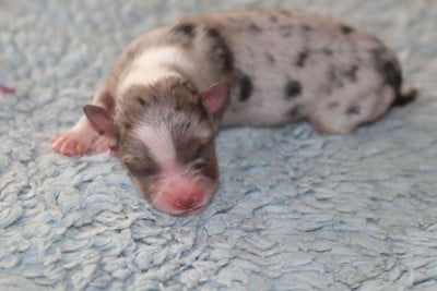 Les chiots de Berger Américain Miniature