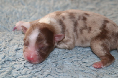 Les chiots de Berger Américain Miniature