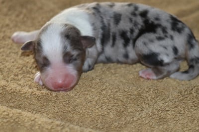 Les chiots de Berger Américain Miniature
