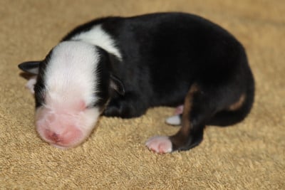 Les chiots de Berger Américain Miniature