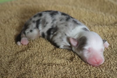 Les chiots de Berger Américain Miniature