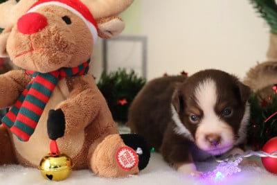 Les chiots de Berger Américain Miniature 