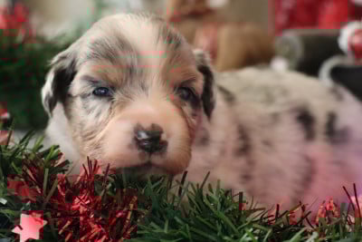 Les chiots de Berger Américain Miniature 