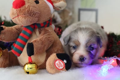 Les chiots de Berger Américain Miniature 