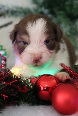Les chiots de Berger Américain Miniature 