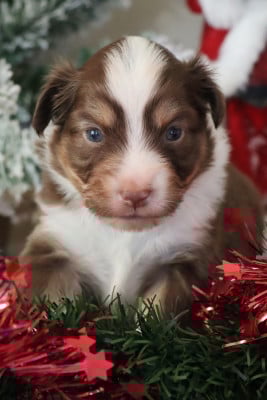 Les chiots de Berger Américain Miniature 