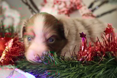 Les chiots de Berger Américain Miniature 