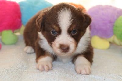 Les chiots de Berger Américain Miniature 