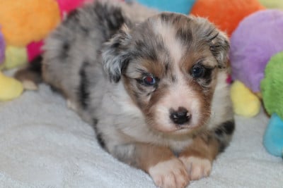 Les chiots de Berger Américain Miniature 