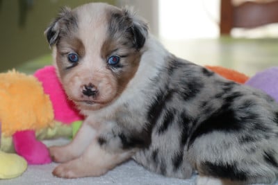 Les chiots de Berger Américain Miniature 