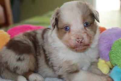 Les chiots de Berger Américain Miniature 