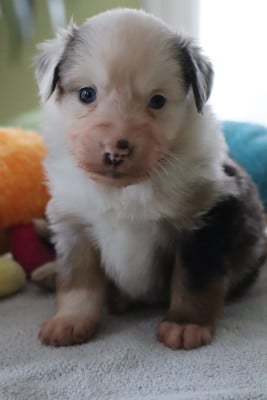 Les chiots de Berger Américain Miniature 