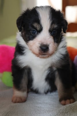 Les chiots de Berger Américain Miniature 