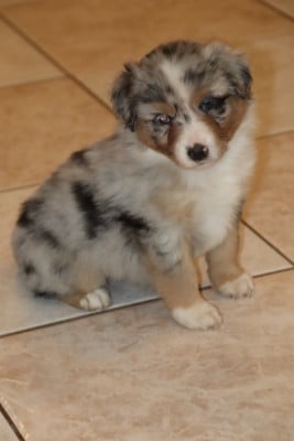 Les chiots de Berger Américain Miniature 