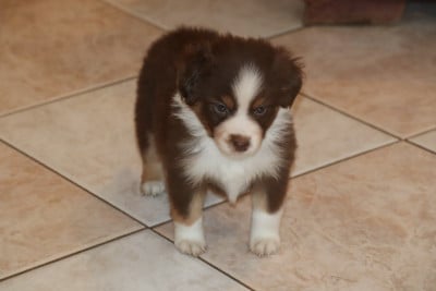 Les chiots de Berger Américain Miniature 