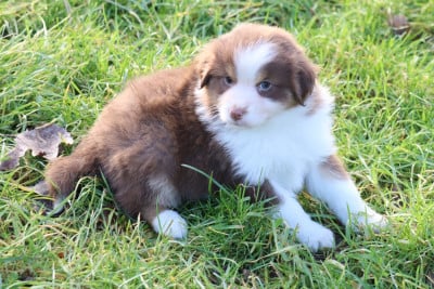 Les chiots de Berger Américain Miniature 