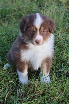 Les chiots de Berger Américain Miniature 
