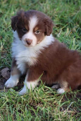 Les chiots de Berger Américain Miniature 