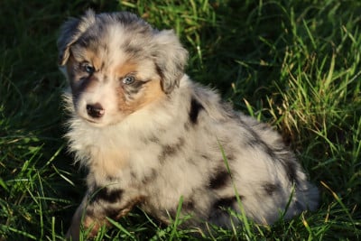 Les chiots de Berger Américain Miniature 
