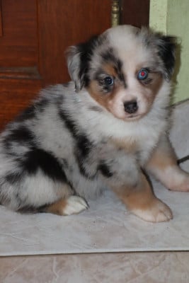 Les chiots de Berger Américain Miniature 