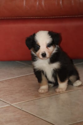 Les chiots de Berger Américain Miniature 