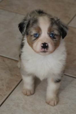 Les chiots de Berger Américain Miniature 