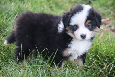 Les chiots de Berger Américain Miniature