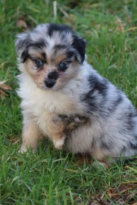 Les chiots de Berger Américain Miniature