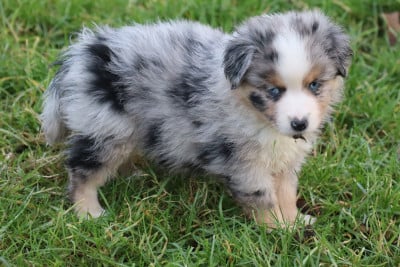Les chiots de Berger Américain Miniature