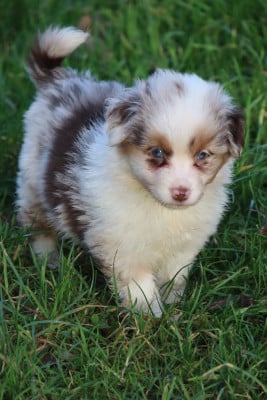 Les chiots de Berger Américain Miniature