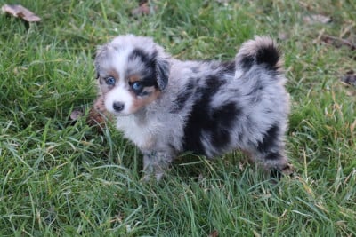 Les chiots de Berger Américain Miniature