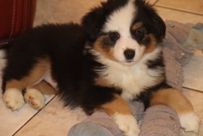 Les chiots de Berger Américain Miniature 