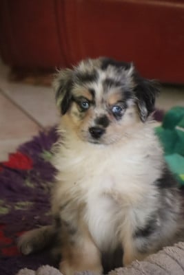 Les chiots de Berger Américain Miniature 