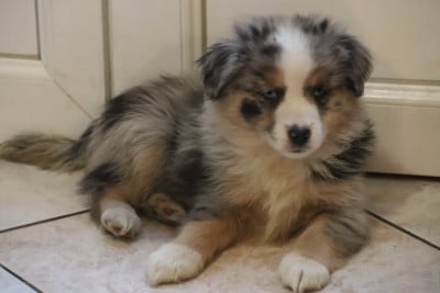 Les chiots de Berger Américain Miniature 