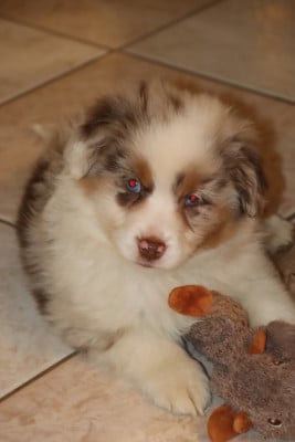 Les chiots de Berger Américain Miniature 