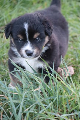 Les chiots de Berger Américain Miniature